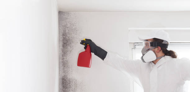 Best Residential Mold Remediation in Leetonia, OH