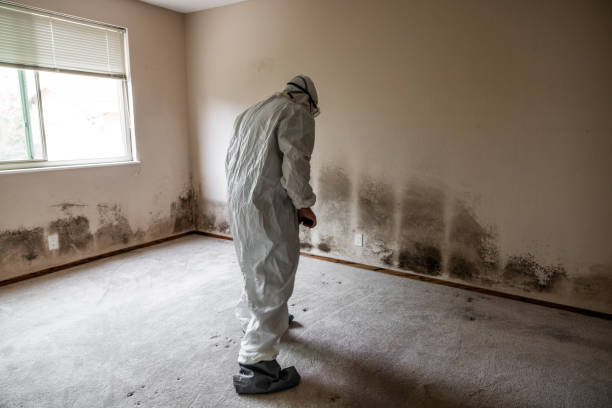 Best Black Mold Remediation in Leetonia, OH